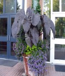 Papiro-orejas-de-elefante-y-cannas-en-contenedores - копия